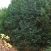 Dunkle Straucheibe Schwarzgrün 40-50cm - Taxus Baccata -Gartengrünpflanzen Geschäft Taxus baccata Schwarzgrn 1 1 1 1 1