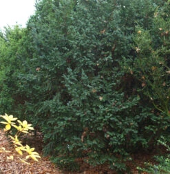 Dunkle Straucheibe Schwarzgrün 40-50cm - Taxus Baccata
