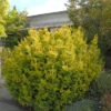 Goldene Straucheibe 30-40cm - Taxus Baccata Semperaurea -Gartengrünpflanzen Geschäft Taxus baccata Semperaurea 1 1 1 1
