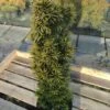 Gelbe Säulen Eibe Standishii 30-40cm - Taxus Baccata -Gartengrünpflanzen Geschäft Taxus baccata Standishii 1