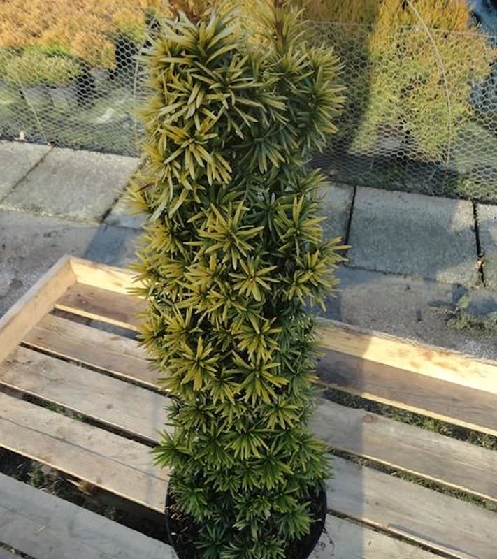 Gelbe Säulen Eibe Standishii 40-50cm - Taxus Baccata 3 Gelbe Säulen Eibe Standishii 40-50cm - Taxus Baccata