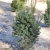Eibe Typ Enno Hinrichs 25-30cm - Taxus Baccata 1 Eibe Typ Enno Hinrichs 25-30cm - Taxus Baccata -Gartengrünpflanzen Geschäft Taxus baccata Typ Enno Hinrichs