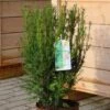 Heckeneibe Westerstede 70-80cm - Taxus Baccata 1 Heckeneibe Westerstede 70-80cm - Taxus Baccata -Gartengrünpflanzen Geschäft Taxus baccata Westerstede