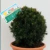 Kugelschnitt Eibe Westerstede 30-40cm - Taxus Baccata 2 Kugelschnitt Eibe Westerstede 30-40cm - Taxus Baccata -Gartengrünpflanzen Geschäft Taxus baccata Westerstede Kugelschnitt