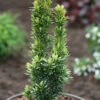 Gelbe Säulen Eibe David 80-100cm - Taxus Baccata -Gartengrünpflanzen Geschäft Taxus baccataDavid 1