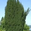 Grüne Säuleneibe 20-25cm - Taxus Baccata Fastigiata -Gartengrünpflanzen Geschäft Taxus baccataFastigiata