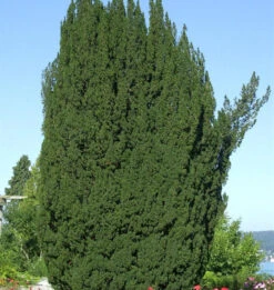 Grüne Säuleneibe 20-25cm - Taxus Baccata Fastigiata