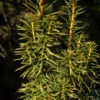 Goldgelbe Säuleneibe Goldstar 30-40cm - Taxus Baccata 2 Goldgelbe Säuleneibe Goldstar 30-40cm - Taxus Baccata -Gartengrünpflanzen Geschäft Taxus baccataFastigiata Goldstar