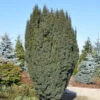 Schlanke Säulen Eibe Litfaß 30-40cm - Taxus Baccata -Gartengrünpflanzen Geschäft Taxus baccataLitfa