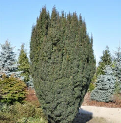 Schlanke Säulen Eibe Litfaß 30-40cm - Taxus Baccata