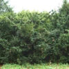 Goldgelbe Eibe Summergold 50-60cm - Taxus Baccata -Gartengrünpflanzen Geschäft Taxus baccataSummergold
