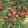 Heimische Eibe Gewöhnliche Eibe 40-50cm - Taxus Baccata -Gartengrünpflanzen Geschäft Taxus baccata 1 1 1 1 1