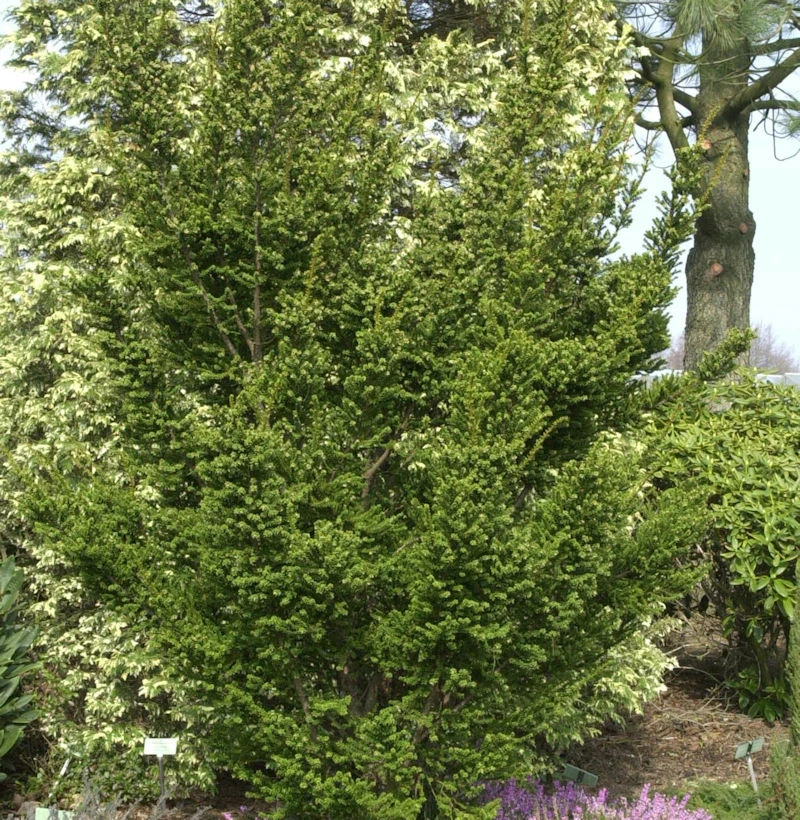 Zwerg Straucheibe Amersfoort 30-40cm - Taxus Cuspidata 3 Zwerg Straucheibe Amersfoort 30-40cm - Taxus Cuspidata