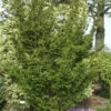 Zwerg Straucheibe Amersfoort 25-30cm - Taxus Cuspidata 2 Zwerg Straucheibe Amersfoort 25-30cm - Taxus Cuspidata -Gartengrünpflanzen Geschäft Taxus cuspidataAmersfoort