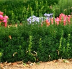 Bechereibe Groenland 30-40cm - Taxus Media Groenland