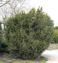 Bechereibe 25-30cm - Taxus Media