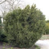 Bechereibe 60-70cm - Taxus Media 1 Bechereibe 60-70cm - Taxus Media -Gartengrünpflanzen Geschäft Taxus media Hicksii 1 1 1 1 1 1 1 1