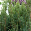 Becher Eibe Rising Star 25-30cm - Taxus Media 1 Becher Eibe Rising Star 25-30cm - Taxus Media -Gartengrünpflanzen Geschäft Taxus media Rising Star