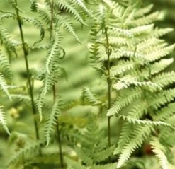 Sumpffarn - Thelypteris Palustris