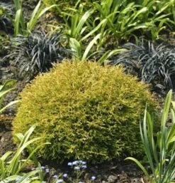 Lebensbaum Anniek 20-25cm - Thuja Occidentalis Anniek