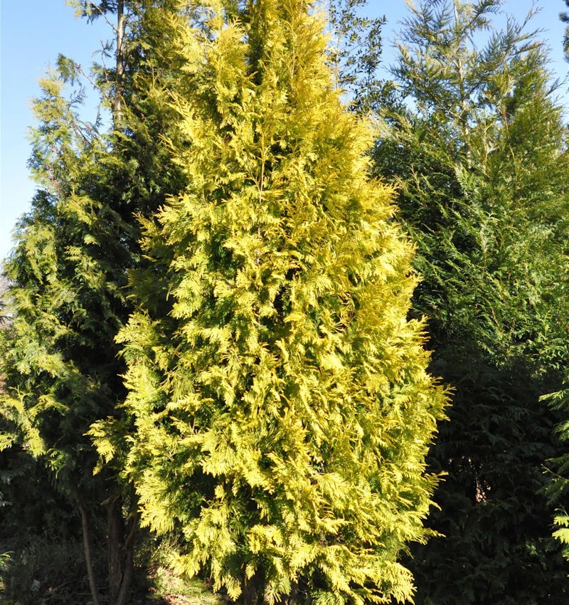 Lebensbaum Europa Gold 100-125cm - Thuja Occidentalis 3 Lebensbaum Europa Gold 100-125cm - Thuja Occidentalis