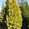 Lebensbaum Europa Gold 20-30cm - Thuja Occidentalis -Gartengrünpflanzen Geschäft Thuja occidentalis EuropeGold