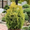 Lebensbaum Golden Smaragd 60-80cm Thuja Occidentalis -Gartengrünpflanzen Geschäft Thuja occidentalis Golden Smaragd1