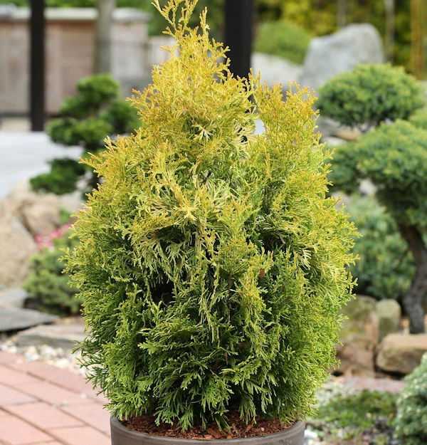 Lebensbaum Golden Smaragd 60-80cm Thuja Occidentalis 3 Lebensbaum Golden Smaragd 60-80cm Thuja Occidentalis