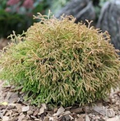 Lebensbaum Golden Tuffet 20-25cm - Thuja Occidentalis
