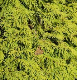 Lebensbaum King Of Brabant 40-60cm - Thuja Occidentalis