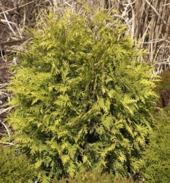 Lebensbaum Sunkist 40-50cm - Thuja Occidentalis