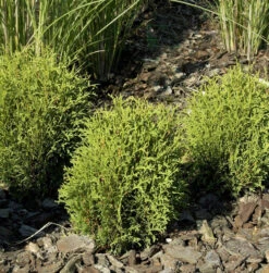 Lebensbaum Tiny Tim 20-25cm - Thuja Occidentalis