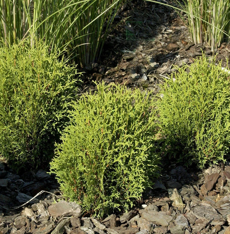 Lebensbaum Tiny Tim 25-30cm - Thuja Occidentalis 3 Lebensbaum Tiny Tim 25-30cm - Thuja Occidentalis