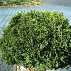 Zwerg Lebensbaum Recurva Nana 30-40cm - Thuja Occidentalis