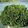 Zwerg Lebensbaum Recurva Nana 25-30cm - Thuja Occidentalis