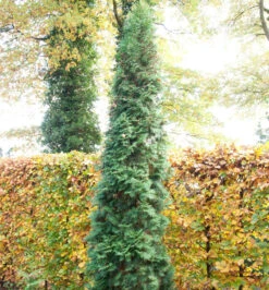 Säulen Lebensbaum 80-100cm - Thuja Occidentalis