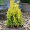 Goldgelber Lebensbaum Jantar 50-60cm - Thuja Occidentalis -Gartengrünpflanzen Geschäft Thuja occidentalisJantar