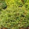 Lebensbaum Mecki® 20-30cm - Thuja Occidentalis -Gartengrünpflanzen Geschäft Thuja occidentalisMecki