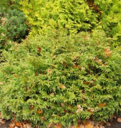 Lebensbaum Mecki® 20-30cm - Thuja Occidentalis