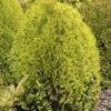 Gelber Zwerglebensbaum 40-50cm - Thuja Occidentalis -Gartengrünpflanzen Geschäft Thuja orientalis AureaNana 1
