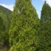 Gelber Riesenlebensbaum 100-125cm - Thuja Plicata -Gartengrünpflanzen Geschäft Thuja plicata Aurescens 1