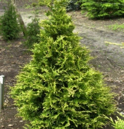 Riesenlebensbaum Can Can 60-80cm - Thuja Plicata