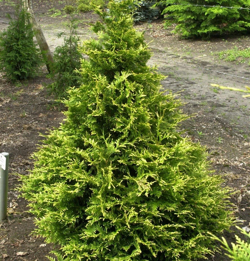 Riesenlebensbaum Can Can 60-80cm - Thuja Plicata 3 Riesenlebensbaum Can Can 60-80cm - Thuja Plicata