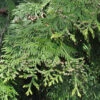 Lebensbaum Martin 40-60cm - Thuja Plicata -Gartengrünpflanzen Geschäft Thuja plicata Martin