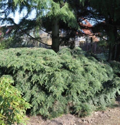 Kanadische Zwerg Hemlocktanne 25-30cm - Tsuga Canadensis