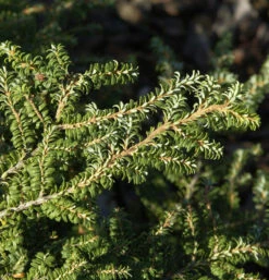 Kanadische Hemlocktanne Verkade Recurved 40-50cm - Tsuga Canadensis