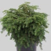 Kissen-Hemlock Jeddeloh 20-25cm - Tsuga Canadensis -Gartengrünpflanzen Geschäft Tsuga canadensisJeddeloh