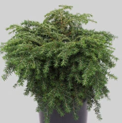Kissen-Hemlock Jeddeloh 20-25cm - Tsuga Canadensis