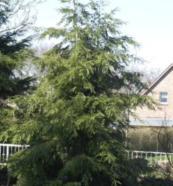 Kanadische Hemlocktanne 60-80cm - Tsuga Canadensis