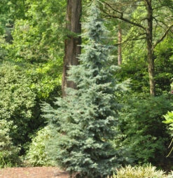Blaue Hemlocktanne Glauca 80-100cm - Tsuga Mertensiana